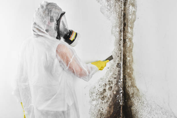 Mold Remediation for Rental Properties